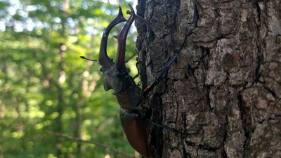 Жук-олень на Дністровському каньйоні Жук-олень на Дністровському каньйоні