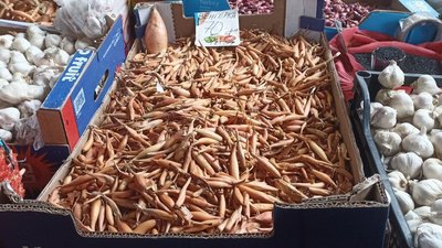 Сорт цибулі-саджанки "венгерка" Сорт цибулі-саджанки "венгерка"