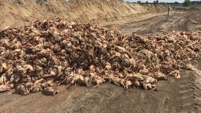 Масову загибель курей на "Кременчуцькій птахофабриці" розслідує поліція