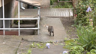 Випадок сказу в Луцьку, сказ у кота