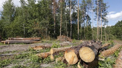 На Рівненщині власника пилорами та двох братів підозрюють у незаконній вирубці лісу
