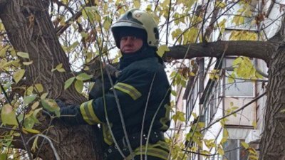Рятувальник тримає котика, який дістав з дерева