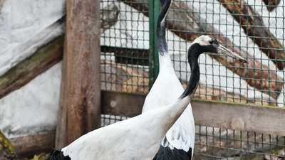 У харківському екопарку з’явилися нові тварини У харківському екопарку з’явилися нові тварини