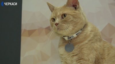 Як виживають 17 котів в одному з кафе Черкас Як виживають 17 котів в одному з кафе Черкас