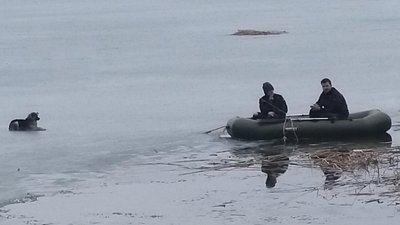 Врятована Емма: на Харківщині дістали собаку, яка тиждень провела у замерзлій водоймі