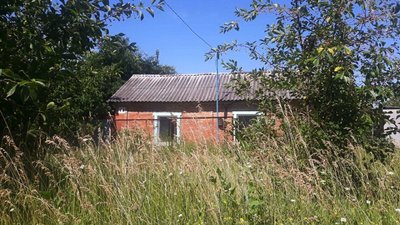 Не покошена трава біля приватного будинку у Кропивницькому