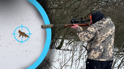 Контроль за популяцією хижаків: як на Полтавщині регулюють чисельність лисиць