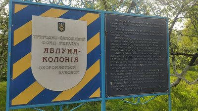 У Кролевці на Сумщині зацвіла яблуня-колонія У Кролевці на Сумщині зацвіла яблуня-колонія