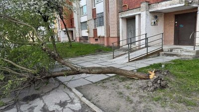 Повалене дерево у дворі на вул. Хвильового, 14