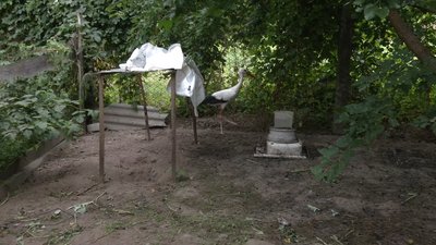 Живе серед курей та харчується рибою й жабами: на Чернігівщині житель Коропа доглядає за лелекою без крила