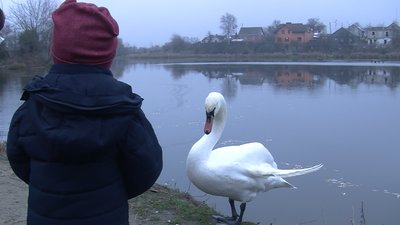 Лишився зимувати: лучани просять врятувати лебедя, який оселився на місцевому ставку