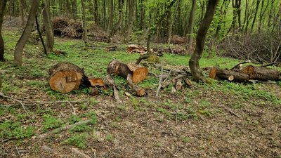 На Тернопільщині незаконно вирубали дерева