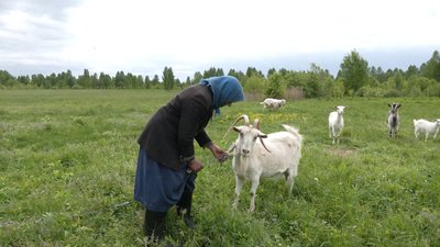 Єдина жителька села Селище Семенівської громади на прикордонні Чернігівщини Ганна Войток зі своїми козами, травень 2024 рік Єдина жителька села Селище Семенівської громади на прикордонні Чернігівщини Ганна Войток зі своїми козами, травень 2024 рік