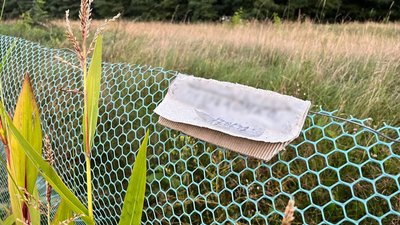Плантацію коноплі обробляли від бур'янів Плантацію коноплі обробляли від бур'янів