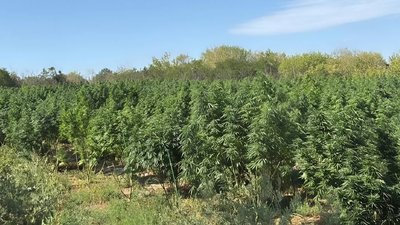 На Кіровоградщині знайшли посіви конопель