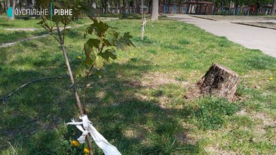 У Рівному біля школи зрізали десятки дерев. Директор пояснив, навіщо