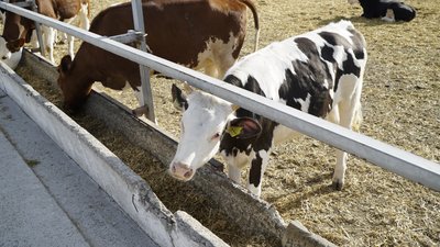 Від повного знищення до виробництва морозива: як відновлюється ферма у Гусарівці Від повного знищення до виробництва морозива: як відновлюється ферма у Гусарівці