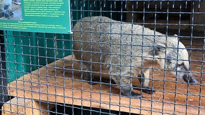 Львівська "Домівка врятованих тварин" під загрозою закриття