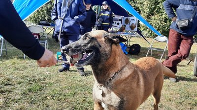 На Сумщині собака Міла рятує людей з-під завалів На Сумщині собака Міла рятує людей з-під завалів