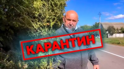 Амброзія на Чернігівщині: у Новгород-Сіверському районі триває карантин