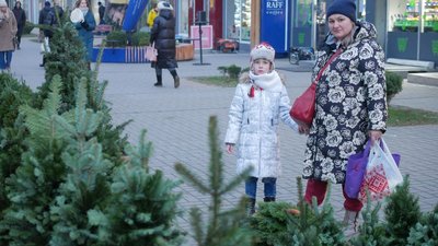 У Чернівцях почали продавати ялинки: які ціни та асортимент