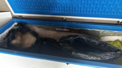 Трупи собак у морозильній камері Трупи собак у морозильній камері