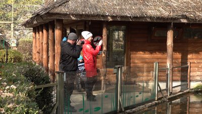 У Черкаському зоопарку виходжують пелікана, який відбився від зграї