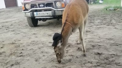 "Купається в ставку, гуляє та вертається": на Рівненщині мисливці виходили самотнє оленятко "Купається в ставку, гуляє та вертається": на Рівненщині мисливці виходили самотнє оленятко