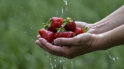 На Житомирщині через неврожай зібрали вдвічі менше полуниці