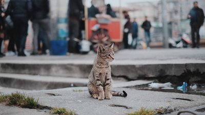 Як допомогти безпритульним тваринам. 8 ефективних способів Як допомогти безпритульним тваринам. 8 ефективних способів
