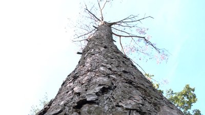 У парках інспектують дерева У парках інспектують дерева