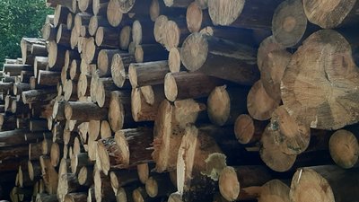 Суд оштрафував підприємця з Рівненщини за незаконну порубку дерев та дав умовний термін