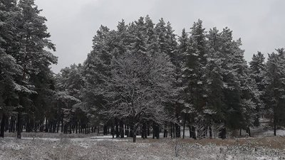 Сумщину засипало снігом. Фото читачів Суспільного Суми