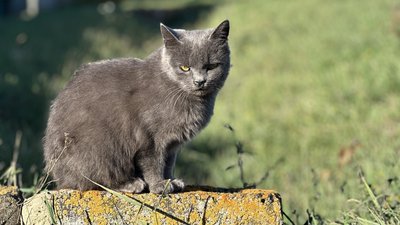 Котик на Донеччині