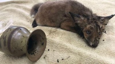 У Британії лисеня через великі вуха застрягло у вазі. Його врятували У Британії лисеня через великі вуха застрягло у вазі. Його врятували