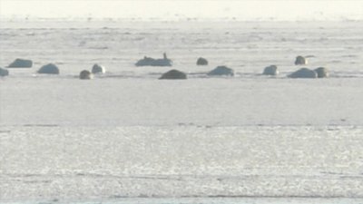На Миколаївщині люди намагалися врятувати зграю лебедів