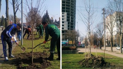 У Черкасах висадили алею на честь загиблих на сході України воїнів