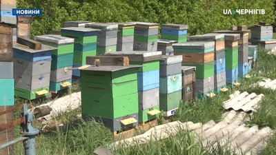 На Новгород-Сіверщині аграрії продовжують обробляти поля не попереджаючи бджолярів На Новгород-Сіверщині аграрії продовжують обробляти поля не попереджаючи бджолярів