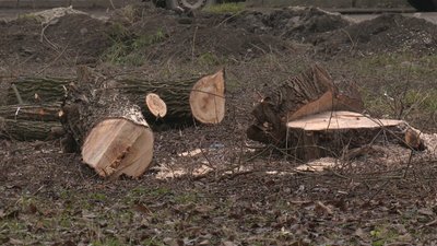 Вирубка дерев чи чистка чагарників. У Франківську жителі та комунальники не можуть дійти згоди Вирубка дерев чи чистка чагарників. У Франківську жителі та комунальники не можуть дійти згоди
