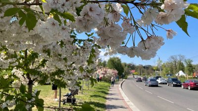 Відтінки рожевого: у Черкасах вишиковуються в чергу, щоб сфотографуватися у сакурах Відтінки рожевого: у Черкасах вишиковуються в чергу, щоб сфотографуватися у сакурах