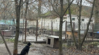 Притулок "БІМ"
