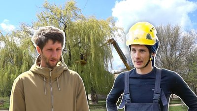 Не спиляти, а вилікувати: у Чернігові рятують 60-річні верби