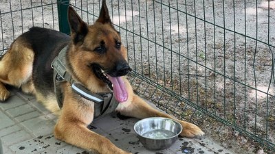 "За віддану службу": службову вівчарку Джека з Кривого Рогу нагородили медаллю перед виходом на пенсію "За віддану службу": службову вівчарку Джека з Кривого Рогу нагородили медаллю перед виходом на пенсію