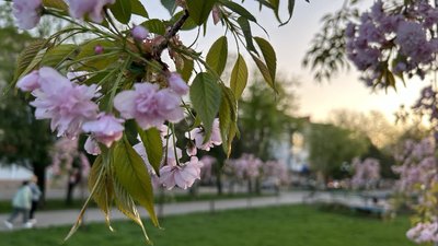 У місті на Рівненщині зацвіли сакури: як доглядають за японською вишнею