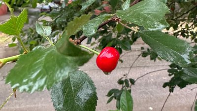 Краматорськ, Донецька область, погода 24 червня