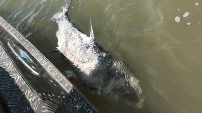 На Херсонщині рибоохоронний патруль виявив факт замору риби На Херсонщині рибоохоронний патруль виявив факт замору риби