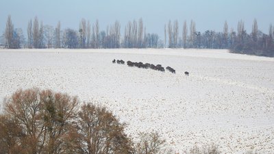 Підгодовують та охороняють від браконьєрів: на Вінниччині найбільша в Україні популяція зубра європейського Підгодовують та охороняють від браконьєрів: на Вінниччині найбільша в Україні популяція зубра європейського