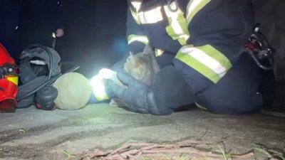 У Вінниці врятували кошеня під час пожежі