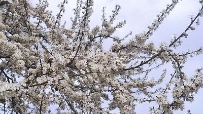 цвіте дерево, білий цвіт на деревах