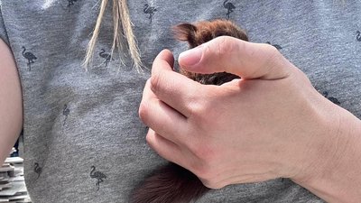 Мали ознаки отруєння: у Черкасах небайдужі містяни врятували двох білченят Мали ознаки отруєння: у Черкасах небайдужі містяни врятували двох білченят